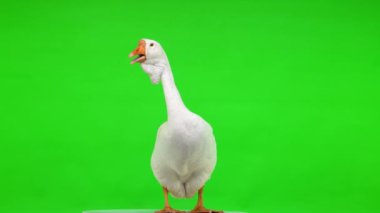Beyaz kholmogory kaz durur ve ses çıkarır yeşil ekranda, stüdyoda