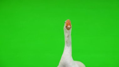 Beyaz kholmogory kaz kadın portresi yeşil ekranda, stüdyoda. Kaz sesi çıkarıyor