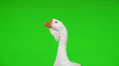 Beyaz kholmogory kaz kadın portresi yeşil ekranda, stüdyoda. Kaz sesi çıkarıyor