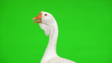 Beyaz kholmogory kaz kadın portresi yeşil ekranda, stüdyoda. Kaz sesi çıkarıyor