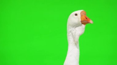 Beyaz kholmogory kaz kadın portresi yeşil ekranda, stüdyo