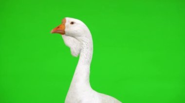 Beyaz kholmogory kaz kadın portresi yeşil ekranda, stüdyo