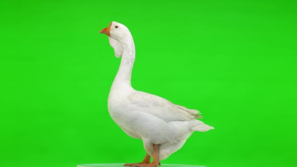 白色的Kholmogory鹅女站在侧面 在一个绿色的屏幕上发出声音 工作室 — 图库视频影像