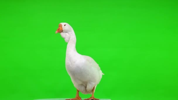 Weißes Gänseweibchen Steht Auf Grünem Bildschirm Atelier — Stockvideo