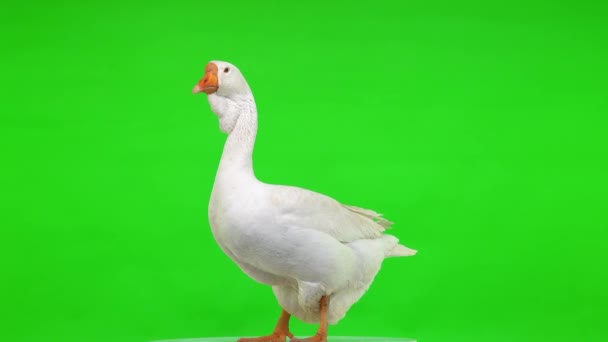 白色的Kholmogory鹅雌鹅站在一个绿色的屏幕上 工作室 — 图库视频影像