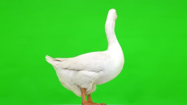 Witte Kholmogory Gans Vrouwtje Staat Een Groen Scherm Studio — Stockvideo