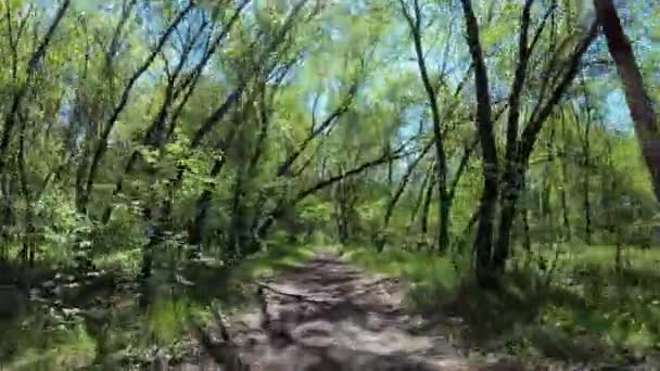 森林中道路上的季节变化 — 图库视频影像