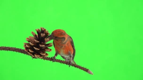 オスの赤いクロスビルは枝の上に座り緑の画面にコーンの種を摘み取り — ストック動画