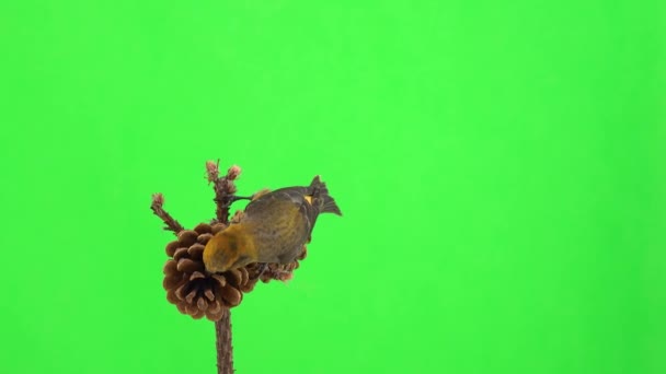 Female Yellow Crossbill Sit Pine Cone Pecks Seeds Arrives Green — Stock Video