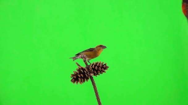 Femelle Bec Croisé Jaune Assis Sur Cône Pin Mâle Bec — Video