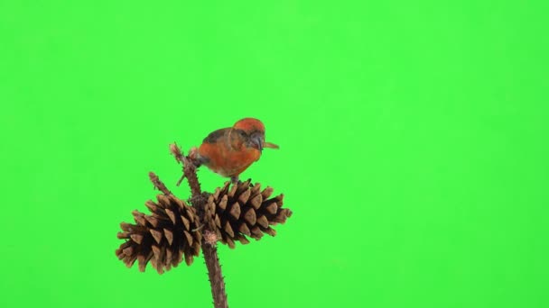 オスの赤いクロスビルは松の実に座り緑の画面で種を摘む — ストック動画
