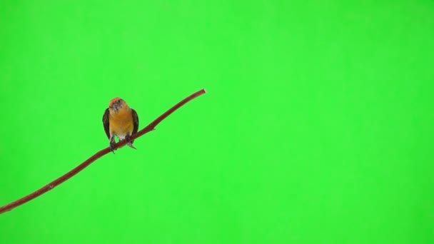 Female Yellow Crossbill Flies Branch Flies Away Green Screen Slow — Stock Video