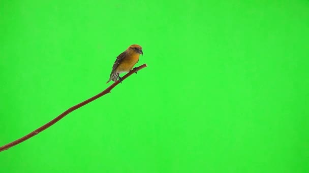 枝の上に座って緑の画面を飛んでいる女性の黄色のクロスビル スローモーション — ストック動画