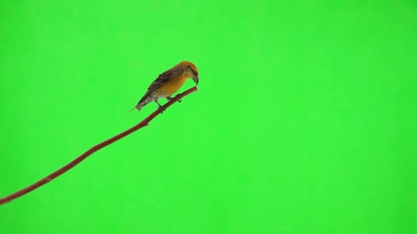 Female Yellow Crossbill Sitting Branch Flying Green Screen Slow Motion — Stock Video