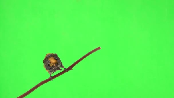 Vrouwelijke Gele Kruispunt Zittend Een Tak Vliegend Een Groen Scherm — Stockvideo
