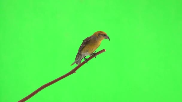 Feminino Amarelo Crossbill Saltar Ramo Uma Tela Verde Foge — Vídeo de Stock