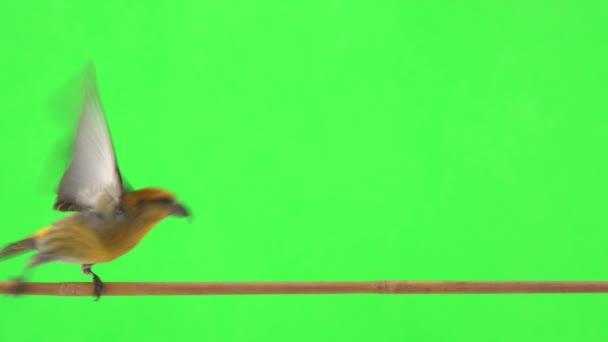 Самка Желтого Кросслика Прыгает Ветку Зеленом Экране Убегает — стоковое видео