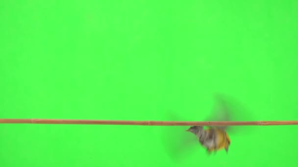 Feminino Amarelo Crossbill Saltar Ramo Uma Tela Verde Foge — Vídeo de Stock