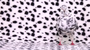 Dalmaçyalı güvercin ekranda duruyor ve bir dalmaçya ekranında soldan sağa yürüyor.