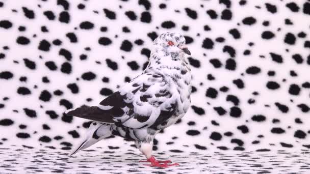 Pigeon Dalmate Tient Profil Sur Écran Dalmate Éloigne — Video