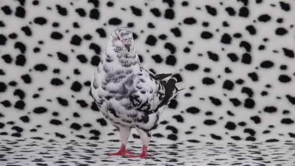 Далматинський Голуб Стоїть Далматинському Екрані Відступає — стокове відео