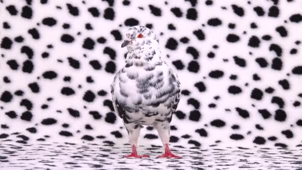 Dalmaçyalı Güvercin Ekranda Duruyor Bir Dalmaçya Ekranında Soldan Sağa Yürüyor — Stok video