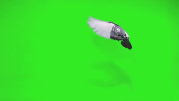 Pombo Cinzento Voa Direita Para Esquerda Uma Tela Verde Câmera — Vídeo de Stock