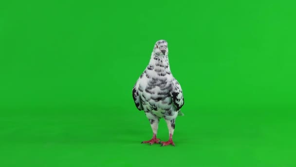 Dalmatian Pigeon Stands Green Screen — Stock Video