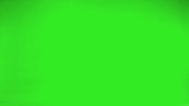 Далматинский Голубь Летит Справа Налево Зеленом Экране Замедленное Движение — стоковое видео