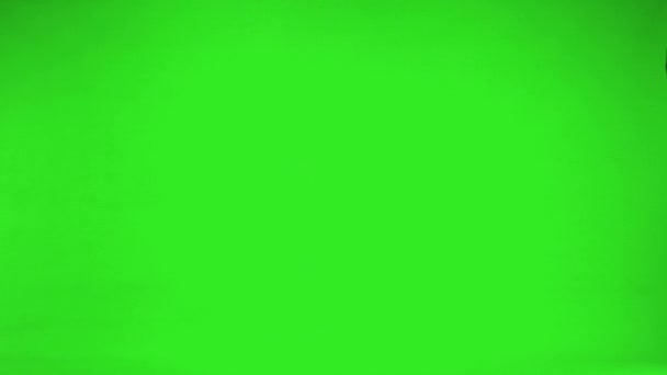 Dalmata Galamb Repül Balról Jobbra Zöld Képernyőn Lassított Felvétel — Stock videók