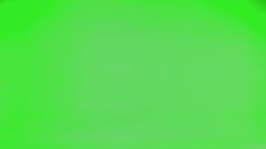 Dalmaçyalı güvercin, yeşil ekranda sağdan sola doğru uçuyor, yavaş çekim.