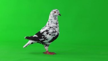 Dalmaçyalı güvercin yeşil ekranda belirdi