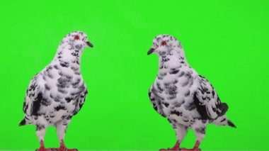 Yeşil ekranda duran iki dalmaçyalı güvercin.