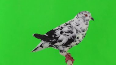 Profildeki dalmaçyalı güvercin bir dalda oturuyor. yeşil ekran