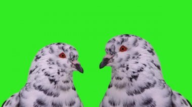 İki dalmaçyalı güvercini yakın plan yeşil ekrana koy.