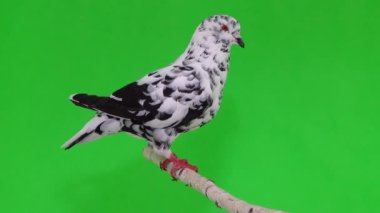 Profildeki dalmaçyalı güvercin bir dalda oturuyor. yeşil ekran