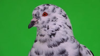 Yeşil ekranda, Dalmaçyalı güvercin portresi.