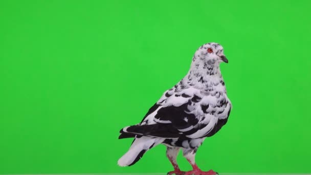 Gołąb Dalmatyński Stoi Zielonym Ekranie Obraca Się — Wideo stockowe
