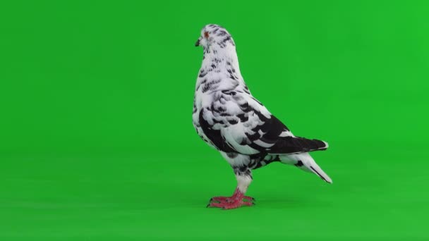 达尔马提亚鸽子站在一个绿色的屏幕上 — 图库视频影像