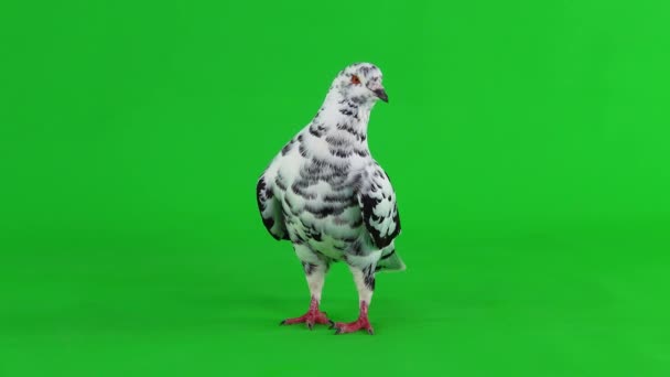 Далматинський Голуб Стоїть Зеленому Екрані Йде — стокове відео