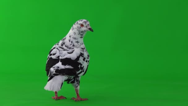 Далматинский Голубь Стоящий Сзади Зеленом Экране — стоковое видео