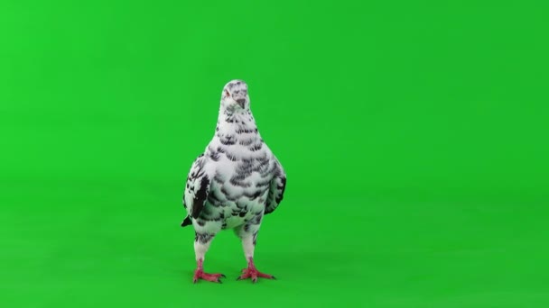 Далматинський Голуб Стоїть Зеленому Екрані — стокове відео