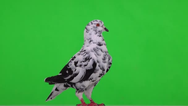 Pigeon Dalmate Tient Sur Écran Vert — Video