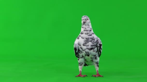 Dalmatian Pigeon Stands Green Screen — Stock Video