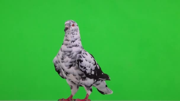 Далматинский Голубь Стоит Зеленом Экране — стоковое видео