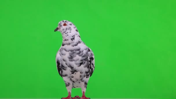 Pigeon Dalmate Tient Sur Écran Vert — Video