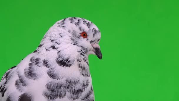 緑の画面のクローズアップにダルマチアの鳩を肖像画 — ストック動画