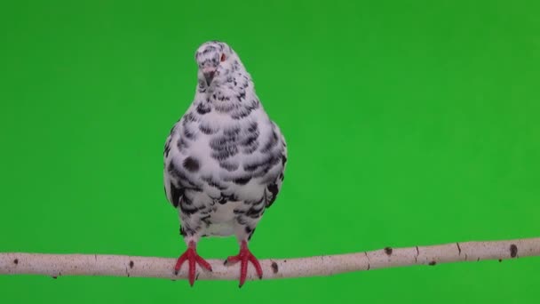 Dalmatian Pigeon Sits Branch Green Screen — 비디오