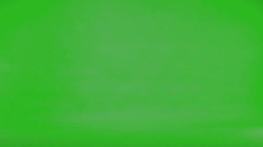 Yavaş çekim uçan İngiliz güvercini yeşil ekranda