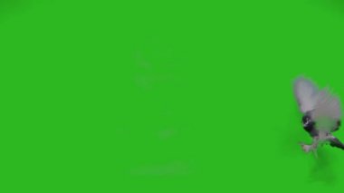 Yavaş çekim uçan İngiliz güvercini yeşil ekranda